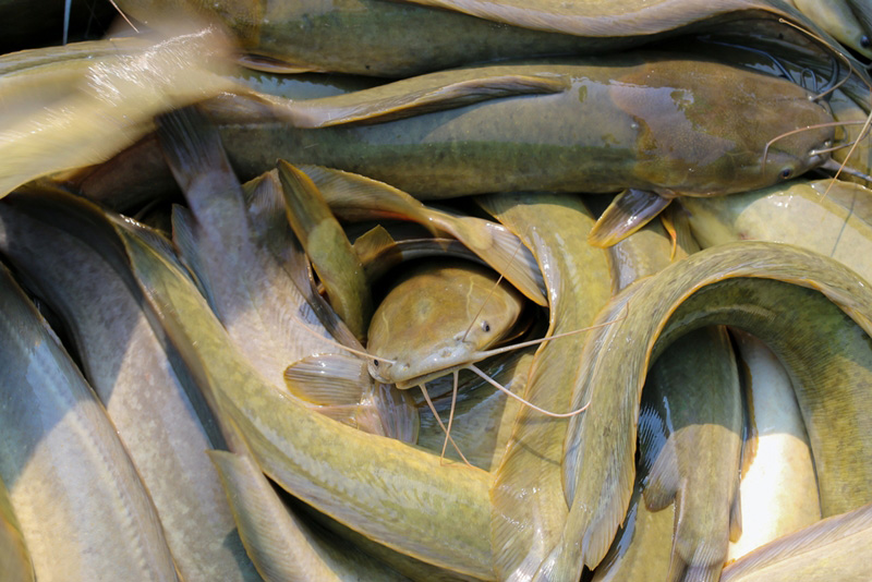 ปลาดุกอุยหรือปลาดุกนา