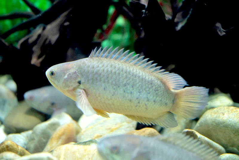 ปลาหมอไทย