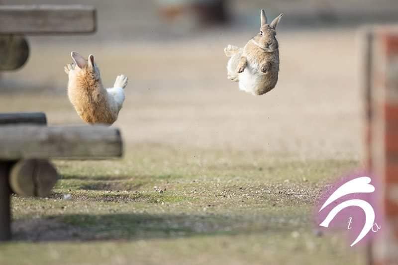 กระต่าย