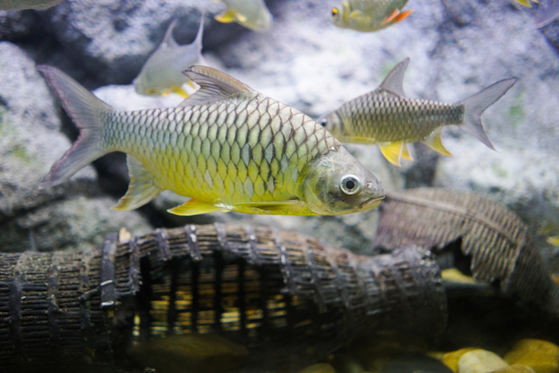 ปลาตะเพียน 