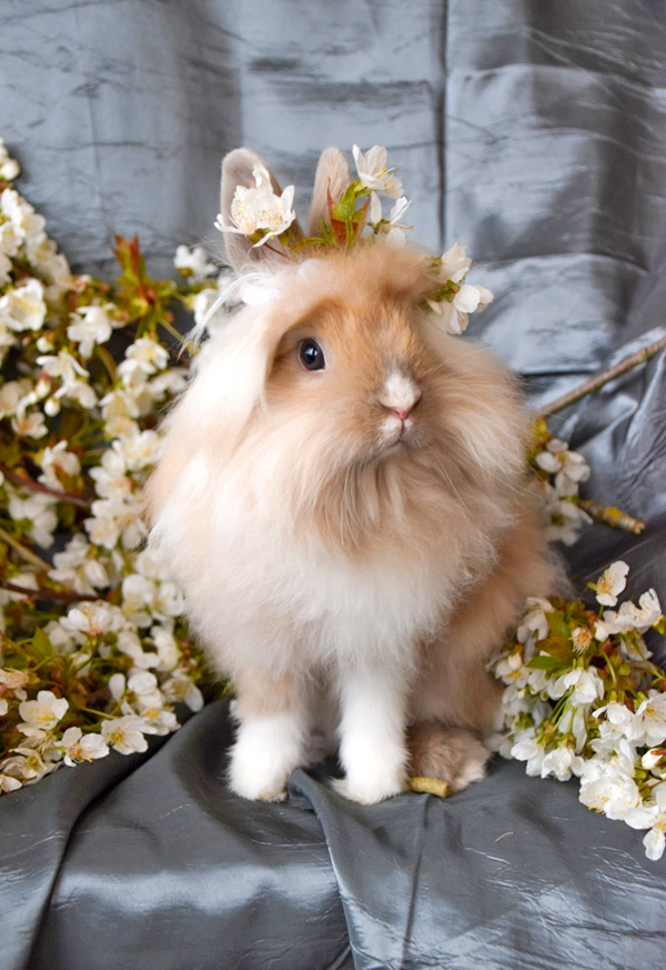 กระต่ายไลออนเฮด (Lionhead)