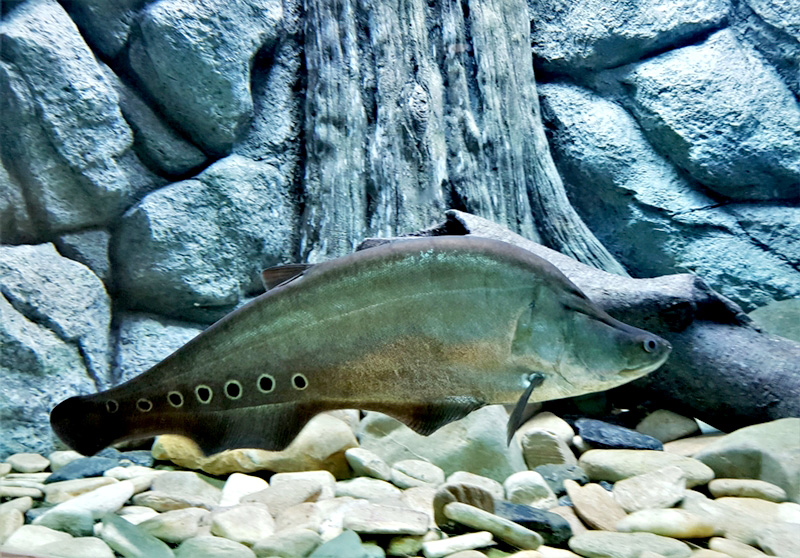 ปลากราย