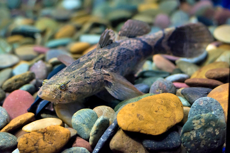 ปลาบู่ทราย