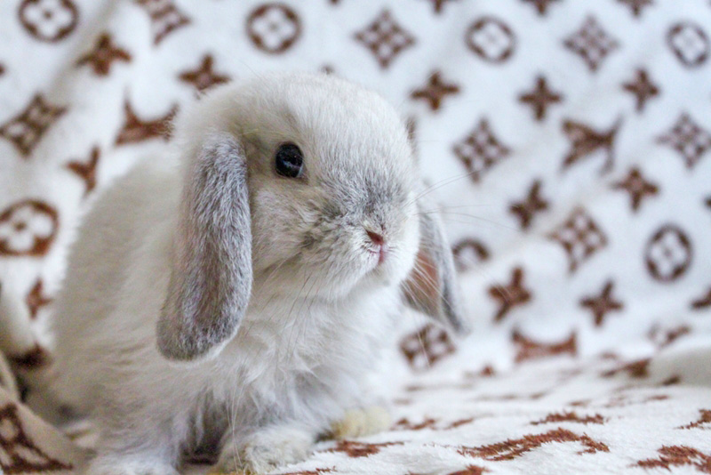 กระต่ายฮอลแลนด์ลอป (Holland Lop)