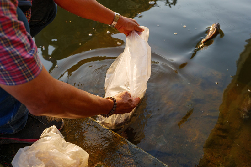 วิธีปล่อยปลาสะเดาะเคราะห์