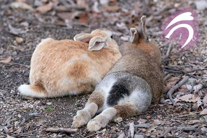 กระต่าย